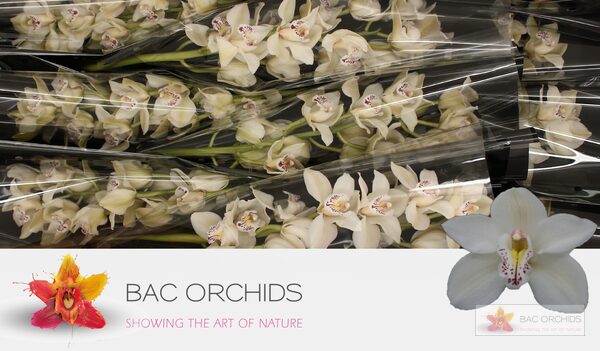 Cymbidium large flowered CASCADE, фото 2