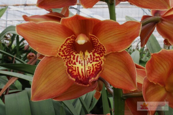 Cymbidium large flowered COGNAC, foto 4