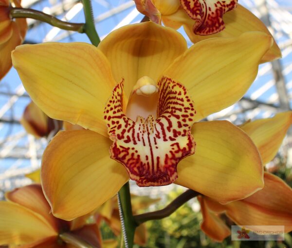 Cymbidium large flowered ESTHER, foto 4