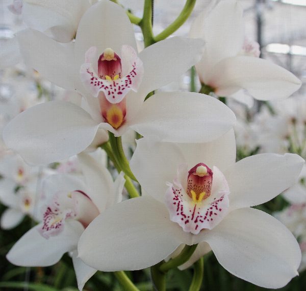 Cymbidium large flowered SILVER, foto 2