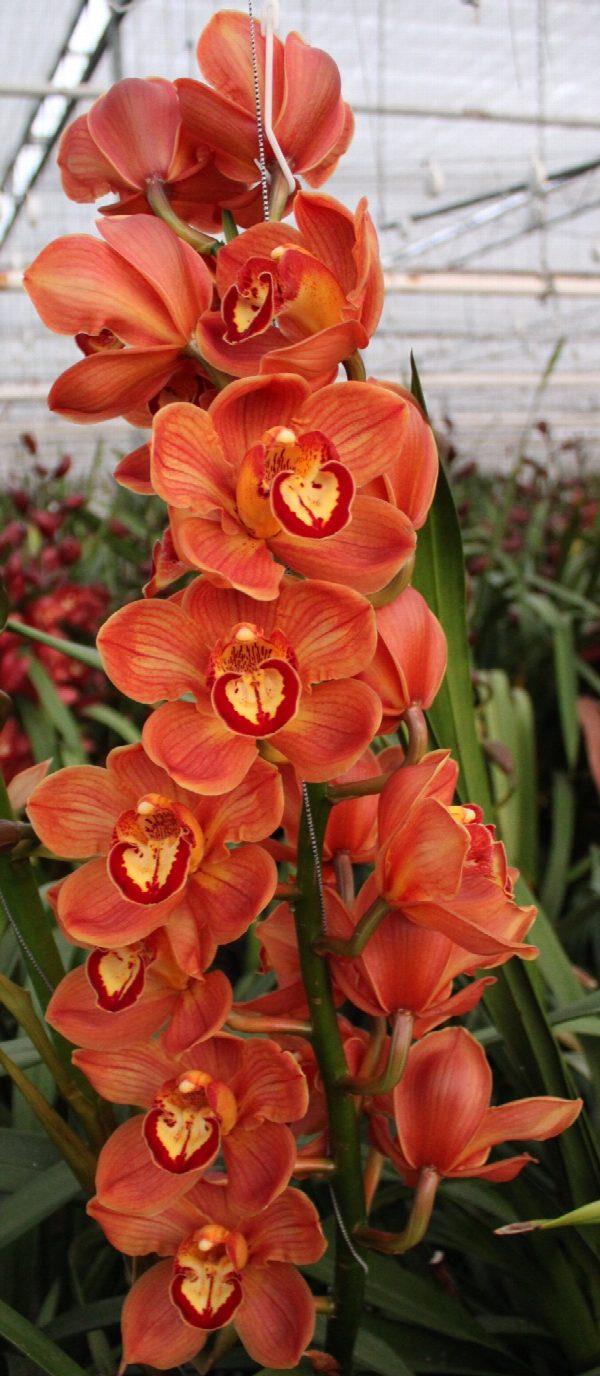 Cymbidium large flowered FLORIDA, foto 4