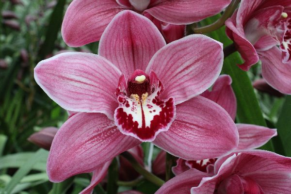 Cymbidium large flowered CYMB T, foto 2
