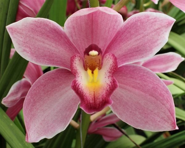 Cymbidium large flowered Cymb T Ruby Rose, foto 3