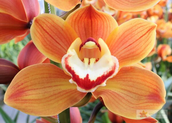 Cymbidium large flowered AMALIA, foto 4
