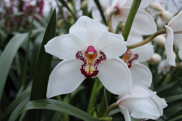 Cymbidium large flowered Cymb T Judas, foto 6