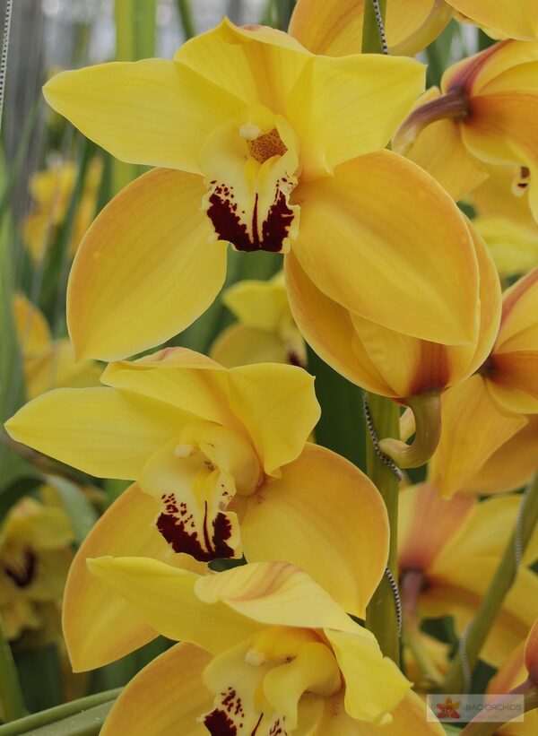 Cymbidium large flowered COOKSBRIDGE, foto 5