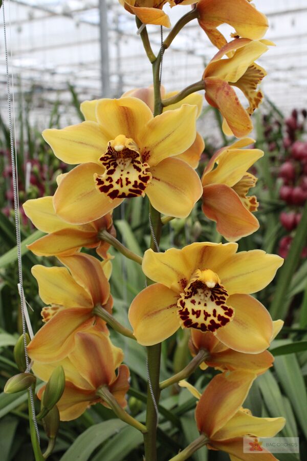 Cymbidium large flowered AUSTRALIAN TIGER, foto 3