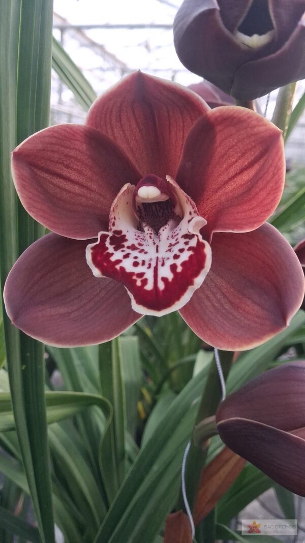 Cymbidium large flowered CYM T Vulcano, foto 2