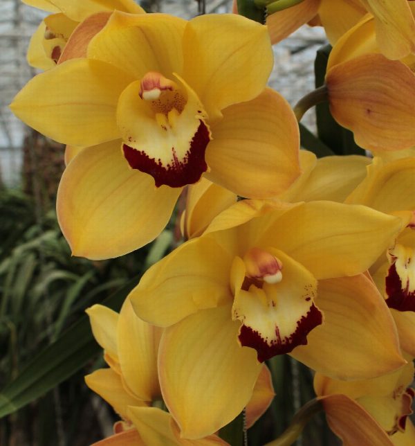 Cymbidium large flowered SUSAN, foto 2