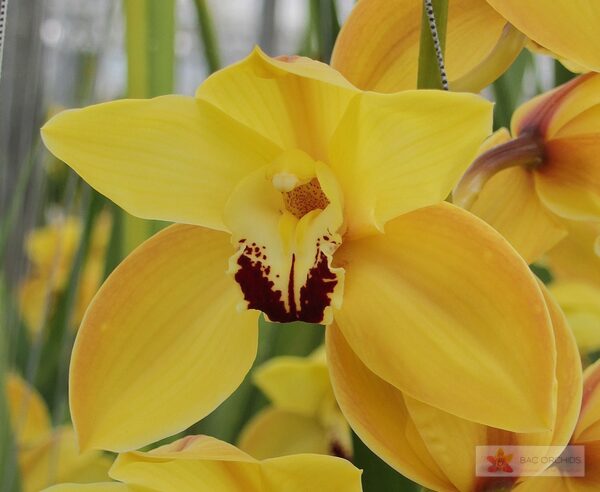 Cymbidium large flowered COOKSBRIDGE, photo 2