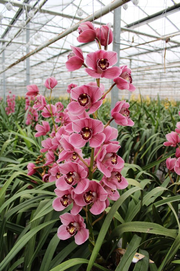 Cymbidium large flowered JANNET, фото 3
