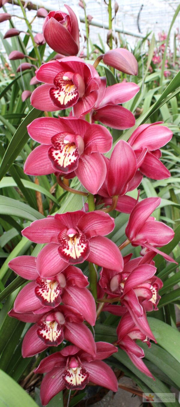 Cymbidium large flowered BAROLO Hilverda, foto 2