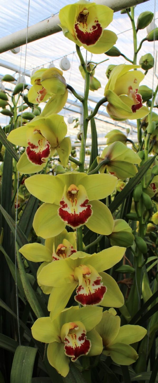 Cymbidium large flowered Fiona
