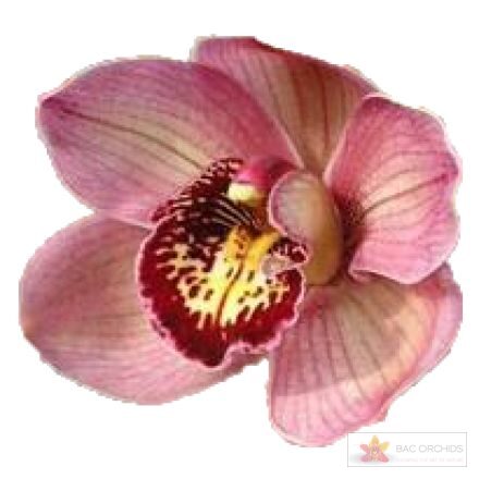 Cymbidium large flowered JANNET, foto 6