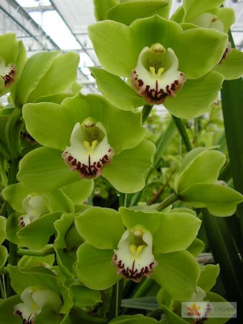 Cymbidium large flowered ALI ANDERSON, foto 6