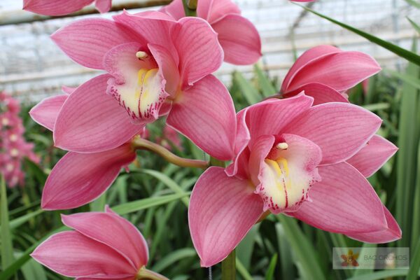 Cymbidium large flowered GERRY, foto 4