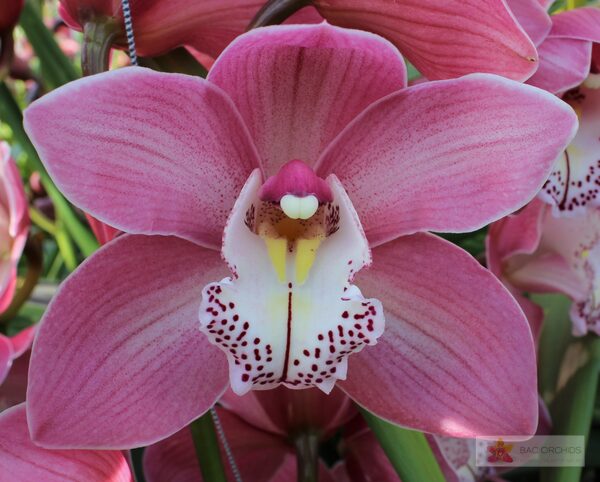 Cymbidium large flowered AIDA, photo 2