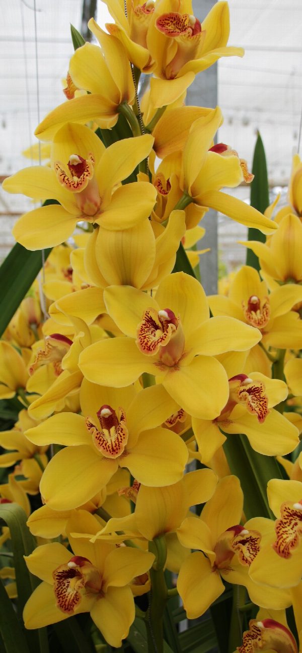 Cymbidium large flowered Cymt T Nevada, foto 3