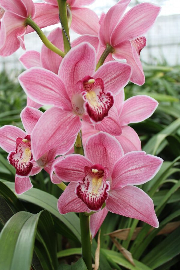 Cymbidium large flowered POWER, foto 2