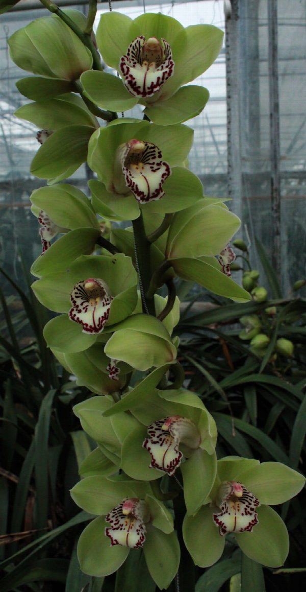 Cymbidium large flowered MRS R HOOD, foto 2