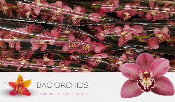 Cymbidium large flowered CANDY, фото 5