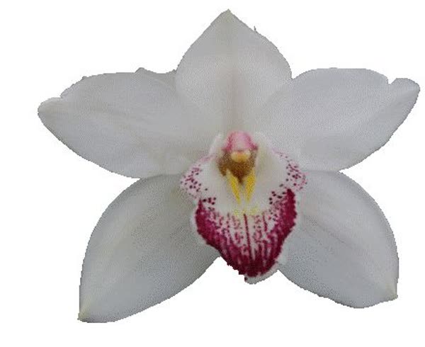 Cymbidium large flowered ANOUK, foto 4
