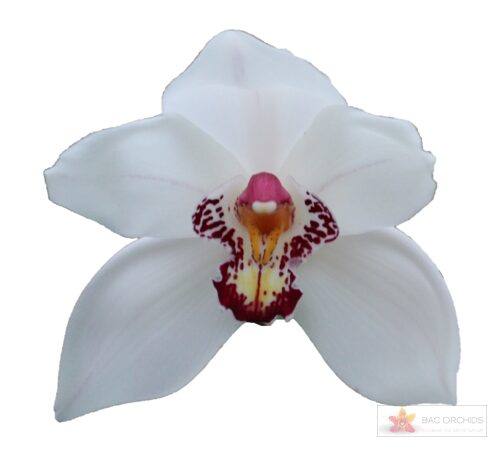 Cymbidium large flowered MAZURKA