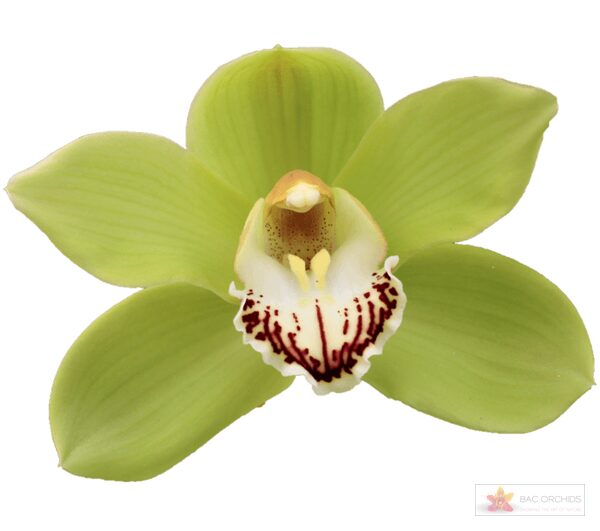 Cymbidium large flowered OVATI EMERALD
