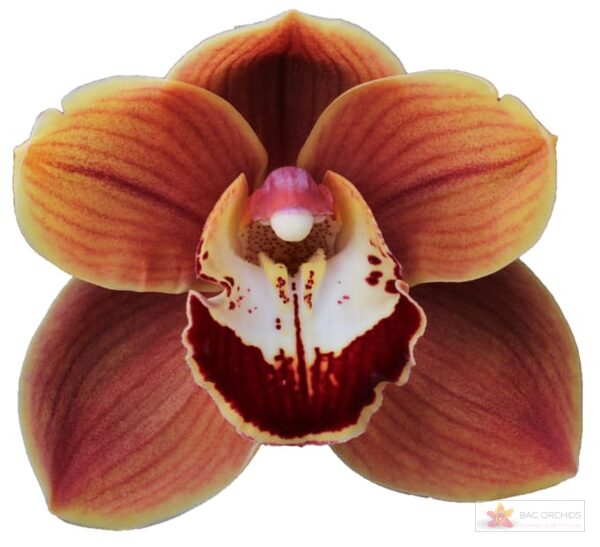 Cymbidium large flowered RENE S WISH