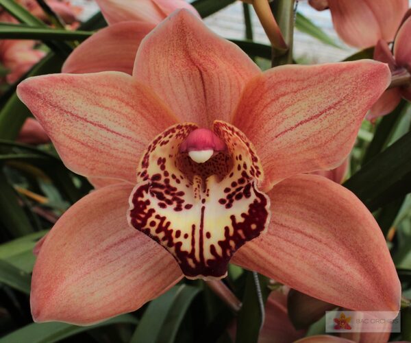 Cymbidium large flowered BROWNY, foto 2