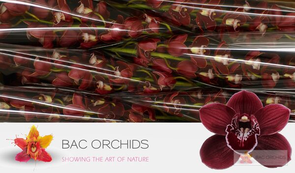 Cymbidium large flowered HADES, foto 5
