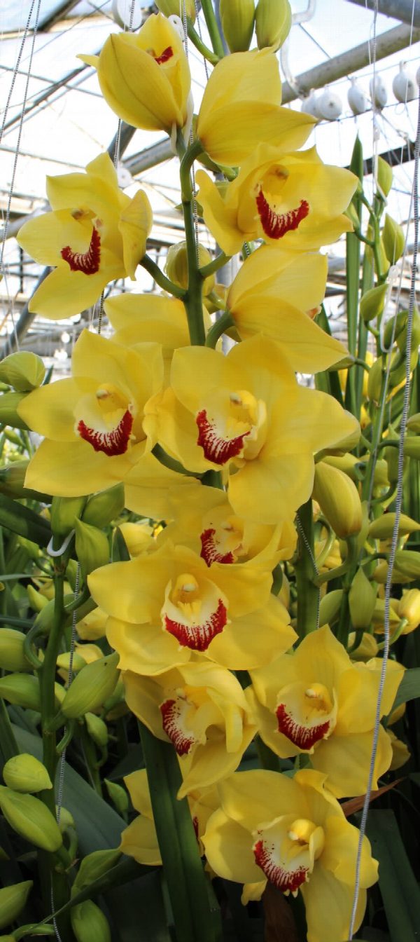 Cymbidium large flowered MIMOSA, foto 3
