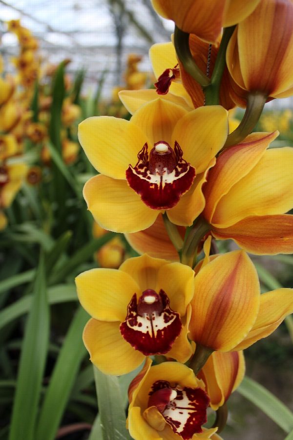 Cymbidium large flowered ORANGE FAVORIT, foto 5