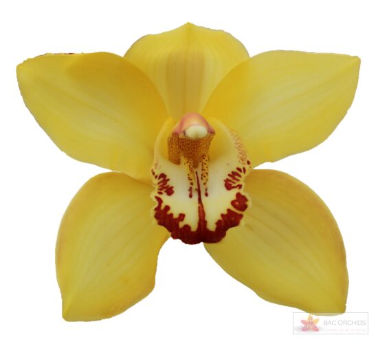 Cymbidium large flowered YELLOW CAB