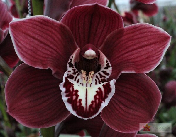 Cymbidium large flowered CHARLOTTE, foto 2