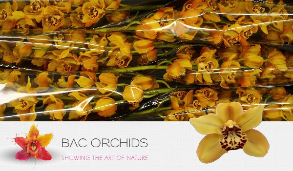 Cymbidium large flowered AUSTRALIAN TIGER, foto 4