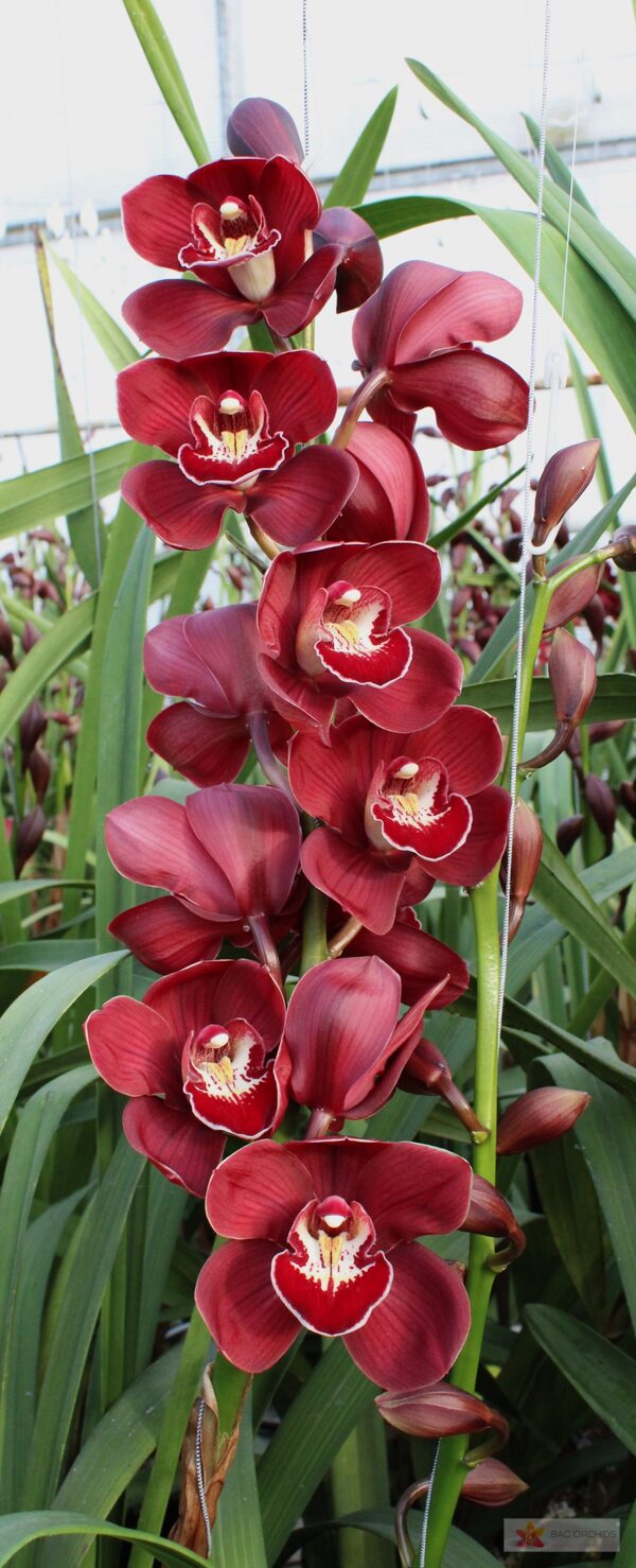 Cymbidium large flowered BLOODY MARY, foto 3
