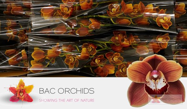 Cymbidium large flowered RENE S WISH, foto 2