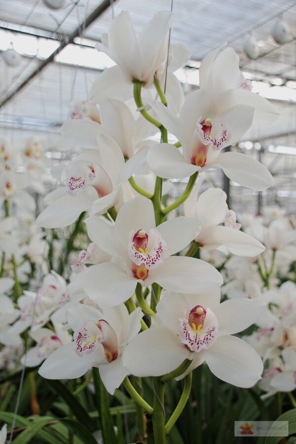 Cymbidium large flowered SILVER, foto 4