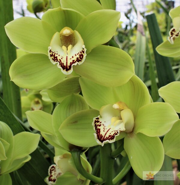 Cymbidium large flowered OVATI EMERALD, фото 3