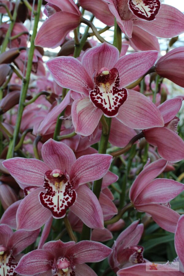 Cymbidium large flowered PIN-UP, foto 4
