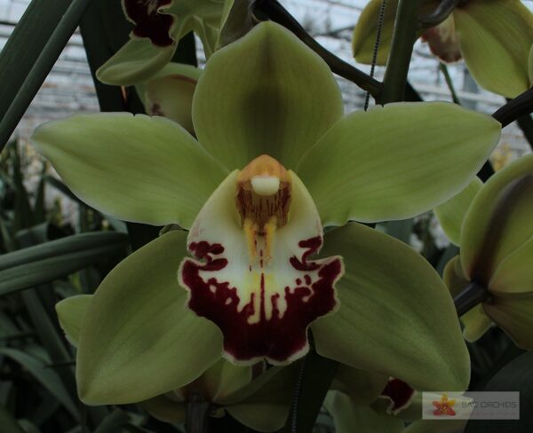 Cymbidium large flowered MACHTELD, foto 4