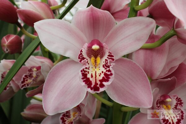Cymbidium large flowered CINDY, foto 4
