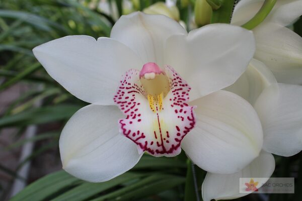 Cymbidium large flowered HMS LISETTE, фото 5