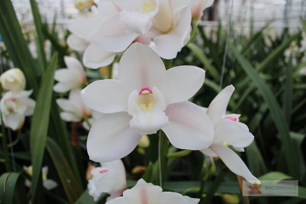 Cymbidium large flowered POMPEI, фото 3
