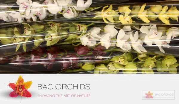 Cymbidium large flowered GEM, foto 5