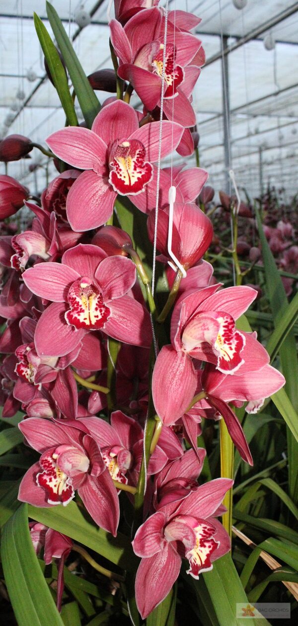Cymbidium large flowered TRINITY, foto 4