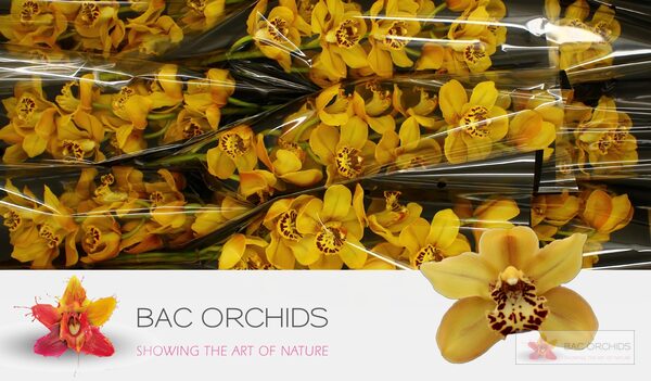 Cymbidium large flowered AUSTRALIAN TIGER, photo 2