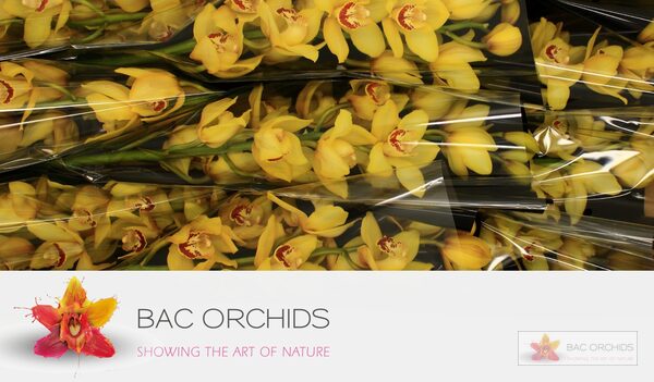 Cymbidium large flowered YELLOW CAB, foto 2