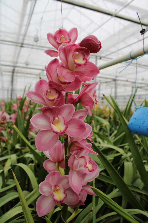 Cymbidium large flowered AQUARELLA, foto 4